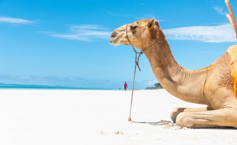 Camelo sentado na areia branca da praia de Saïdia, com mar azul-turquesa e céu limpo ao fundo, representando o cenário típico da costa mediterrânica de Marrocos.