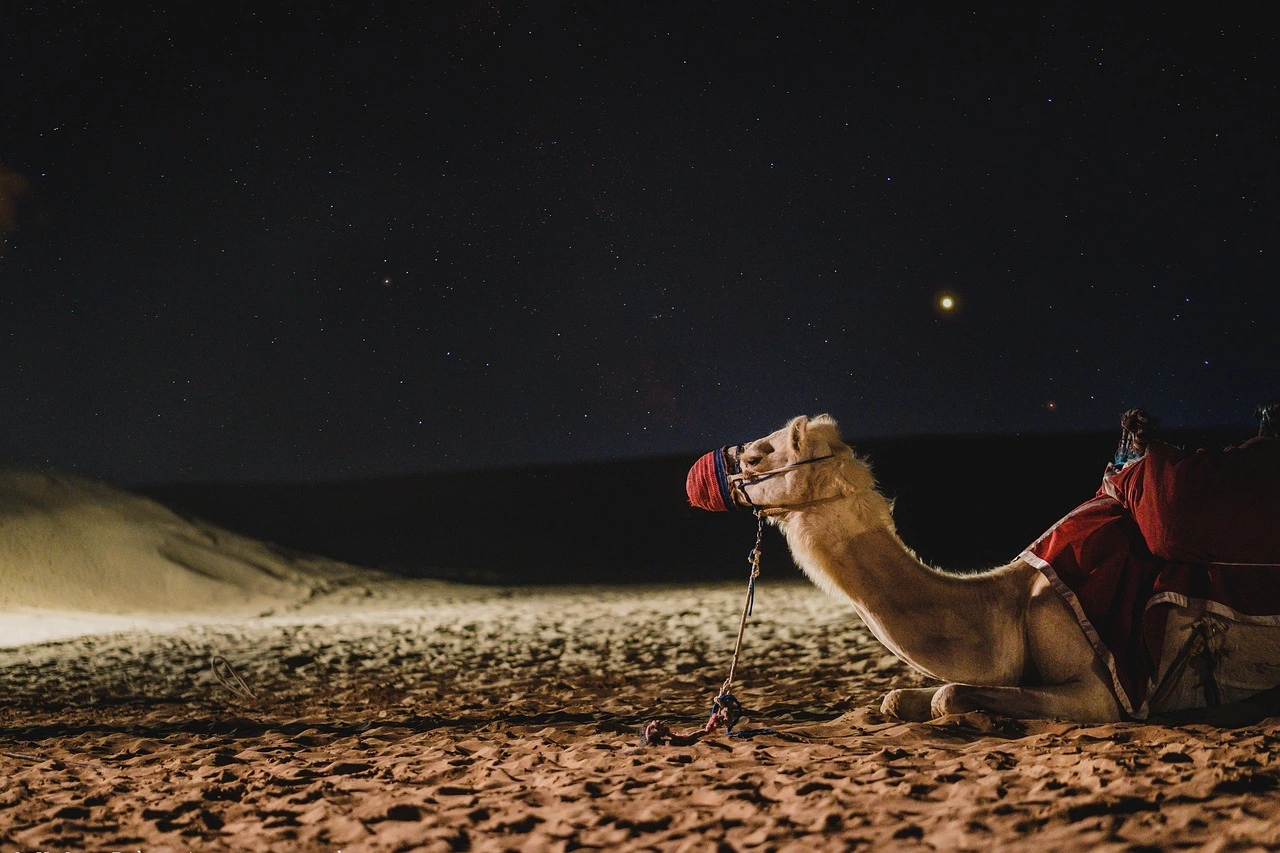 Camelo sentado nas dunas do deserto de Dubai durante a noite, iluminado suavemente com um céu cheio de estrelas ao fundo.