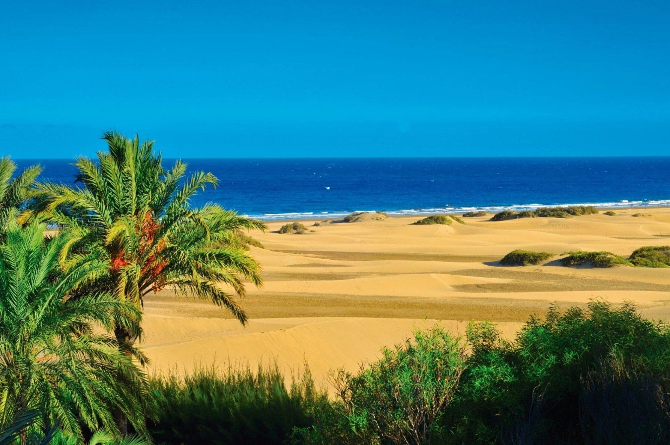 Vista das Dunas de Maspalomas na Gran Canaria, com palmeiras verdes em primeiro plano e o mar azul ao fundo sob um céu limpo.