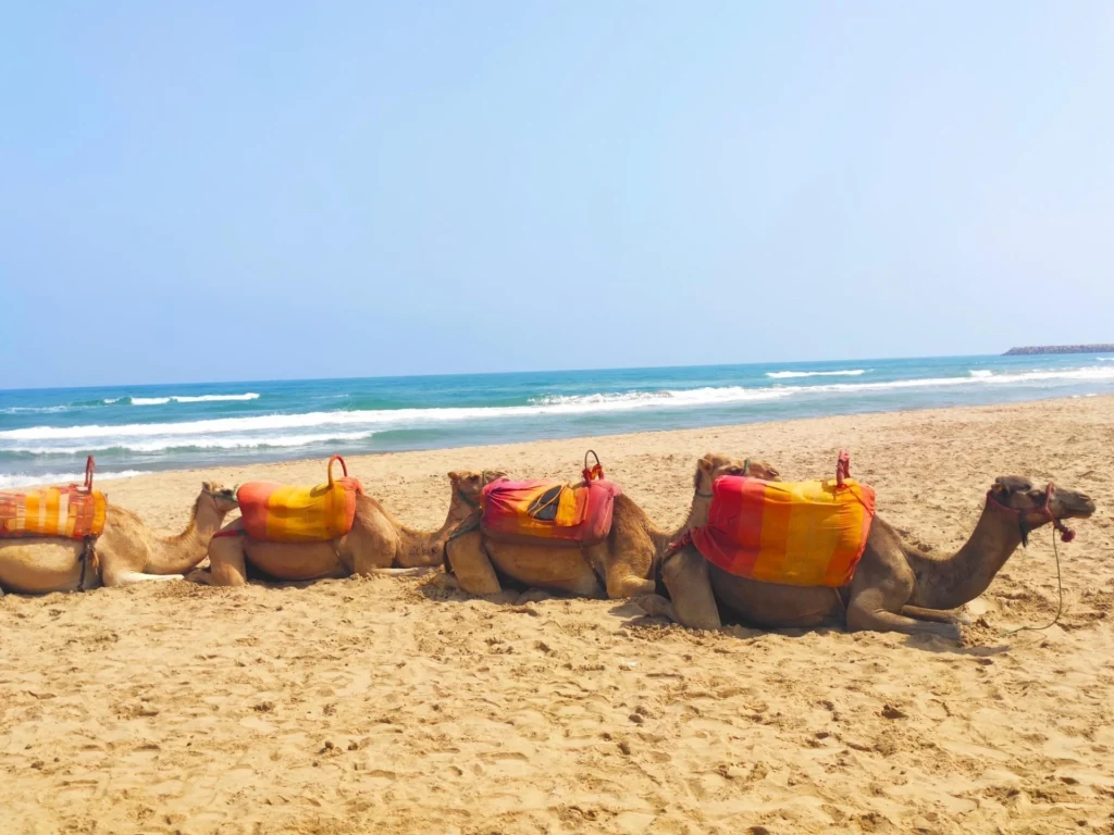 Camelos sentados na areia da praia de Saïdia, Marrocos, com mantas coloridas e o mar azul ao fundo.