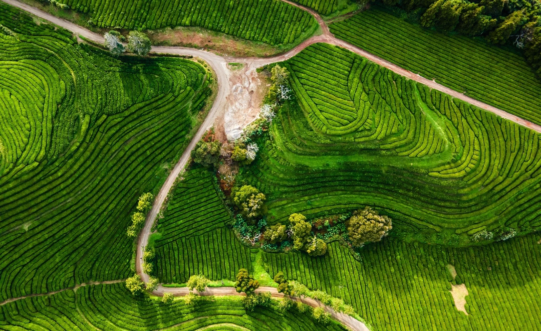 Vista aérea das plantações de chá da Gorreana, em São Miguel, Açores, mostrando os campos verdes em socalcos e caminhos rurais entre a vegetação.
