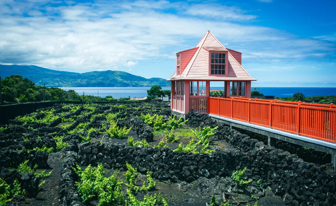 Paisagem das vinhas da Ilha do Pico, com muros de pedra vulcânica a proteger as videiras e uma casa tradicional vermelha sob céu azul, com o mar e montanhas ao fundo.