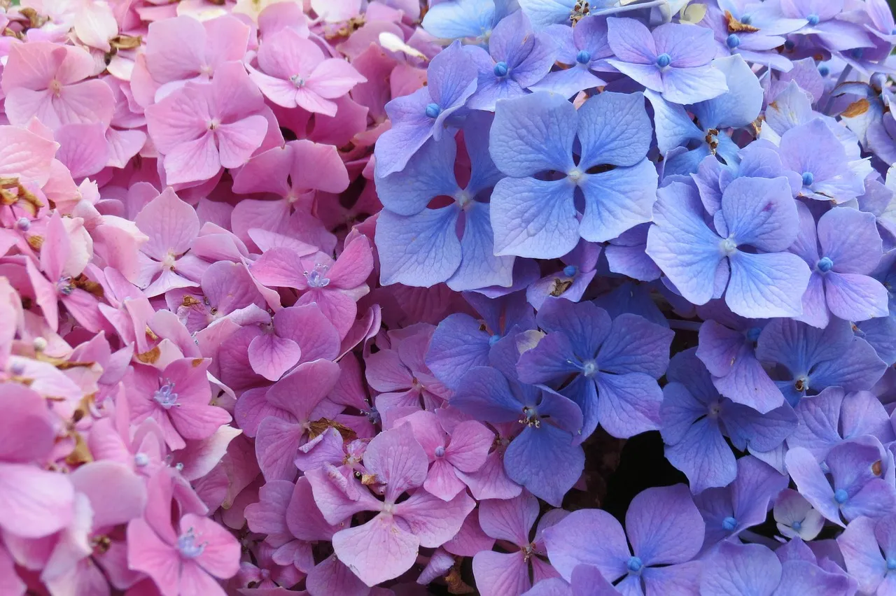 Close-up de hortênsias rosa e azul lado a lado, mostrando as pétalas detalhadas e as cores vibrantes típicas da paisagem dos Açores.